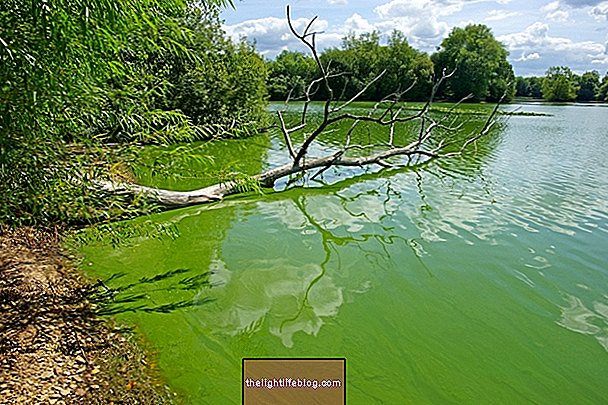 What are cyanobacteria, how can they affect health and what to do