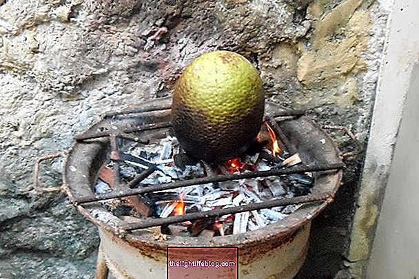 Breadfruit is good for Diabetes and controls Pressure