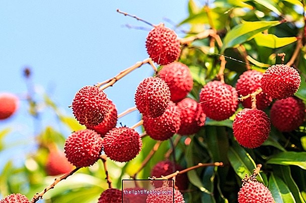 Lychee: 7 health benefits and how to consume