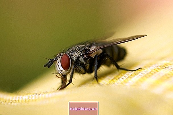 Fly-borne diseases