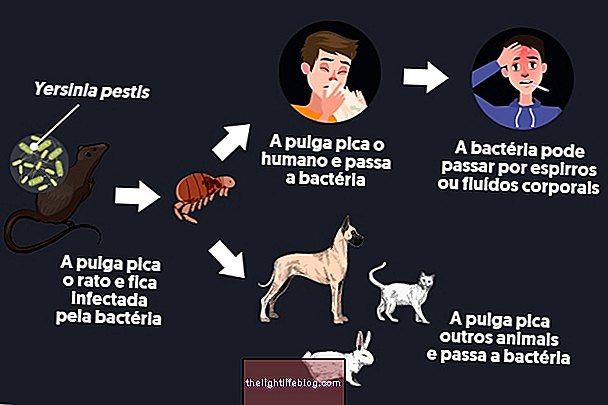 Yersinia pestis: what it is, treatment, life cycle and transmission