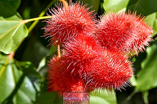 Annatto: what it is, what it is for and how to use it
