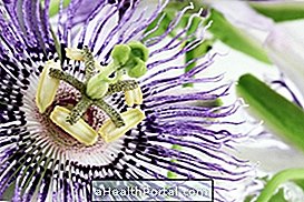 Passiflora incarnata: What is it for and how to drink