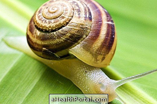 Find out what are the Diseases caused by Snail