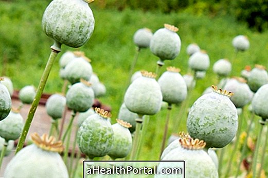 Oopiumi toime organismis ja abstinentsi sümptomid
