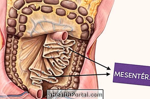 Where is the Mesentery and what is it for?