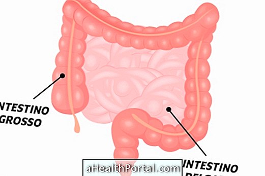 Intestine: What is it for and Principal diseases