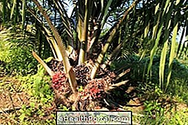Hvad er olie palmolie og hvordan man bruger det