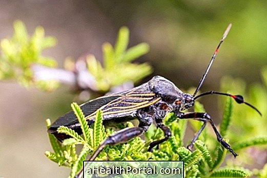 Chagas-Krankheit: was es ist, Symptome und Lebenszyklus