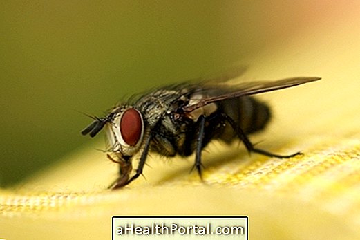 Krankheiten, die durch Fliegen übertragen werden