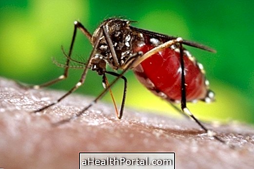 Lær hvordan Dengue Transmission er lavet