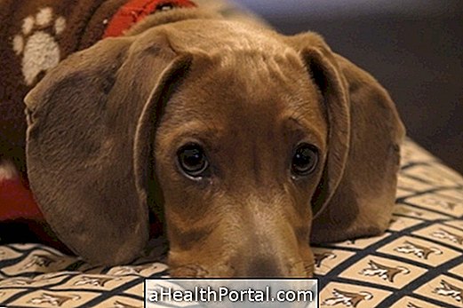 Hlavné choroby prenášané domácimi zvieratami
