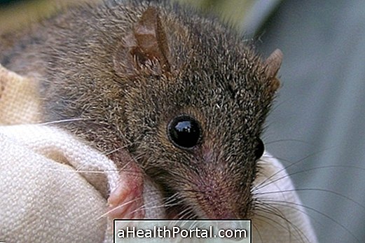 What is Hantavirus and how to prevent it