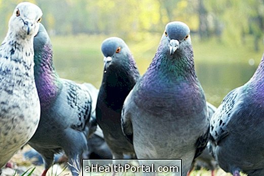 Maladies transmises par les pigeons: symptômes et quoi faire