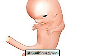 Baby udvikling - 8 uger gravid