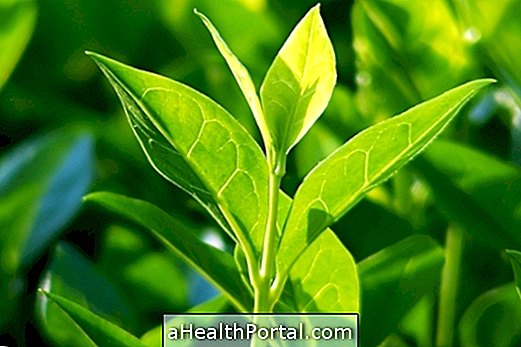 Proprietà del tè verde (Camellia sinensis)