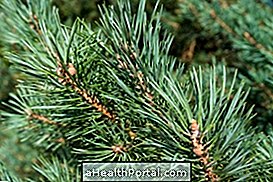 medicinal plants - Wild pine