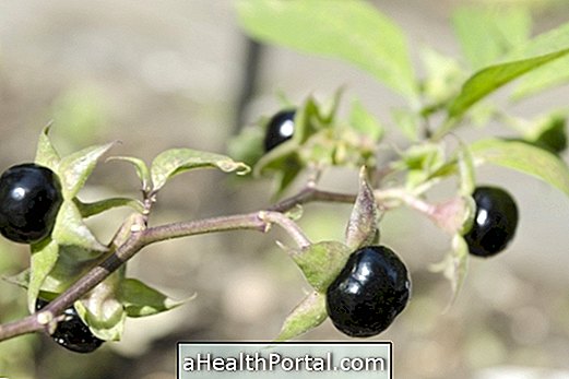 Belladonna: la plante médicinale toxique