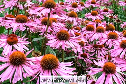 Benefits of Echinacea and How to Take