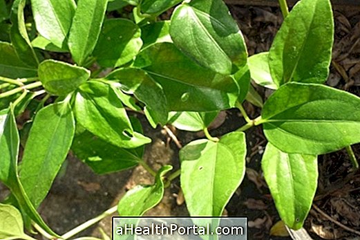 Guaco fights cough and rheumatism