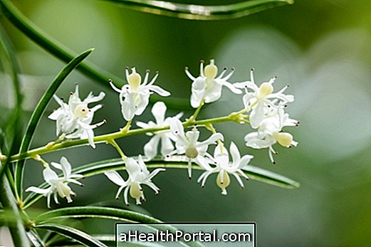 Shatavari - liečivá rastlina, ktorá zlepšuje plodnosť