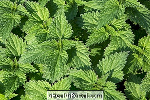 Nettle: what is it for and how to use
