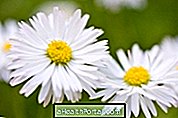 medicinal plants - Medicinal Properties of Daisy