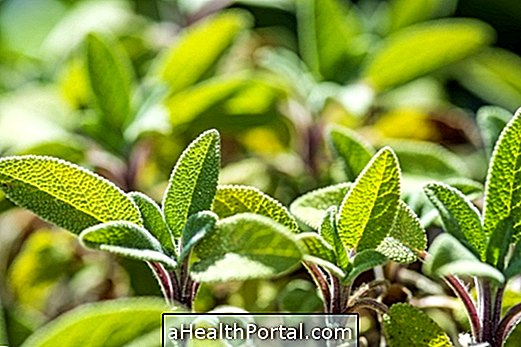 What is Salvia and what are its properties