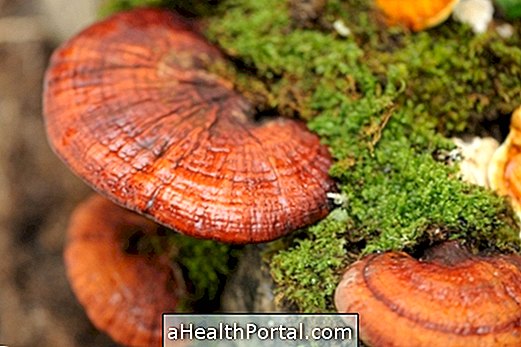 Reishi sieni maksaa detoksifioimalla