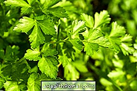 Salsa teas against urinary tract infection